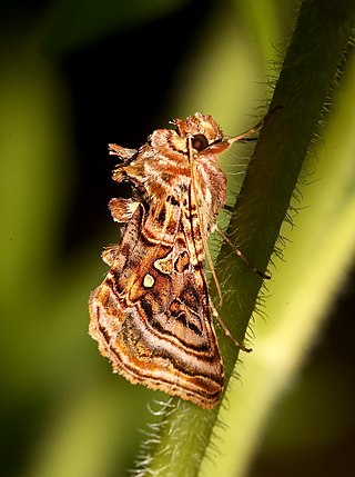 <i>Autographa mappa</i> Species of moth