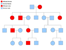 An example pedigree chart of an autosomal dominant disorder Autosomal dominant.png