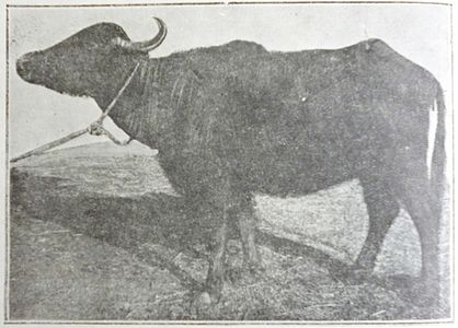 Buffel nummer 5 "Amalia", leeftijd 9 jaar, levend gewicht 525 kg, jaarlijkse melkgift 1699,6 liter.