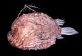 Himantolophus appelii rape o pez espinoso que mide 4 decímetros.