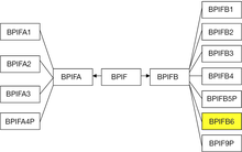 BPIFB6 is a member of the BPI-fold gene family and the BPI/LBP/PLUNC protein superfamily BPIFfamily-BPIFB6.png