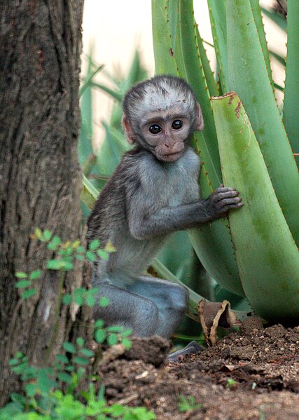 File:Baby Vervet Monkey (6614322923).jpg