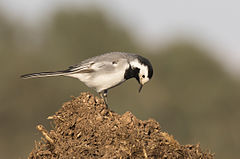 Motacilla alba White Wagtail Ak Kuyruksallayan