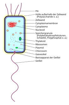 Zelle Biologie Wikipedia