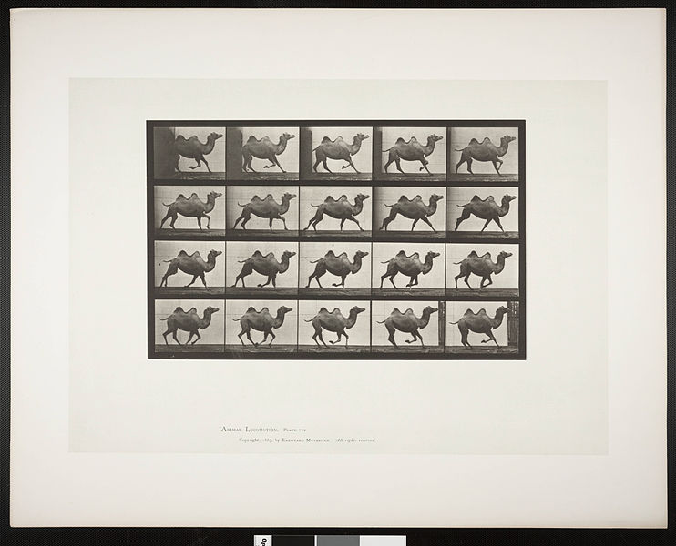 File:Bactrian camel galloping (rbm-QP301M8-1887-739).jpg