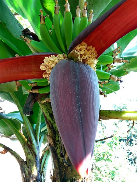 File:Bananas of Bangladesh 03.jpg