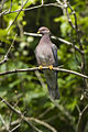 Band-tailed Pigeon - Oregon S4E5925 (18614290244).jpg