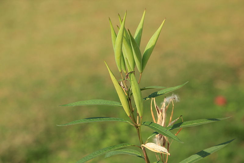 File:Bangalore Butterfly Park IMG 0227.JPG