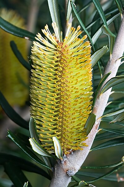 File:Banksia marginata tas.jpg