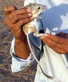 Banner-tailed kangaroo rat Banner-tailed kangaroo rat.jpg