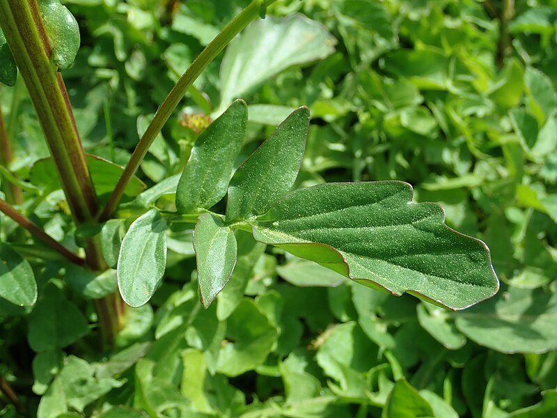 File:Barbarea vulgaris 2019-04-20 1407.jpg