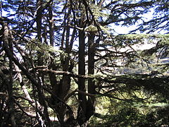 Кедри лісу Барук