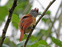 Antshrike, Barred Thamnophilus doliatus