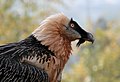 Innsbruck Zoo, Austria