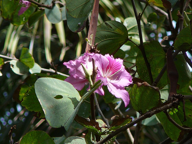 File:Bauhinia variegata 0001.jpg