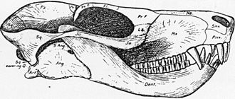 Illustration of the skull of Bauria cynops, based on specimen AMNH FARB 5622 Bauria.jpg