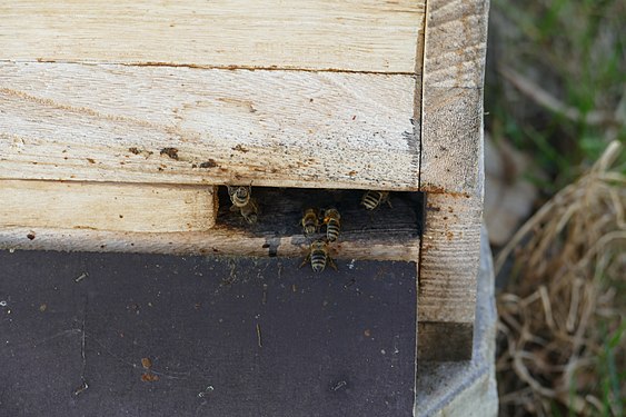 Entrance to a beehive