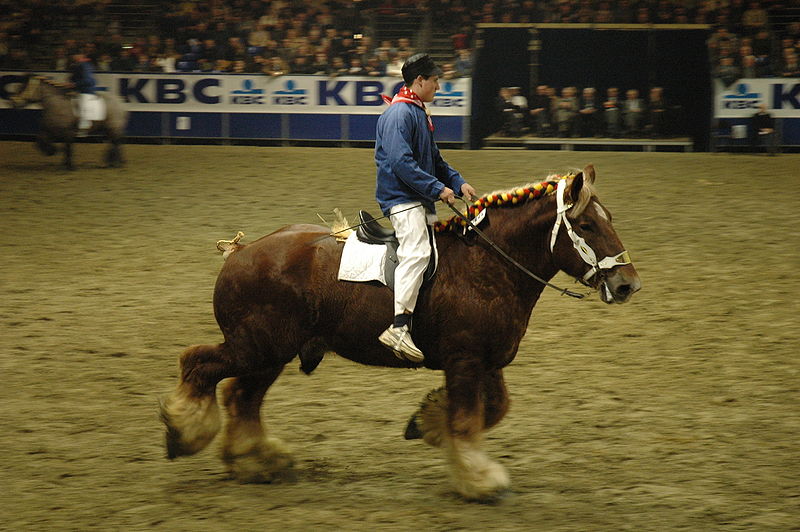 File:Belgisk ridden trekpaard.jpg