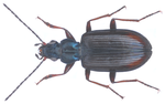 Miniatura para Bembidion fasciolatum