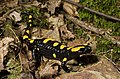 Benny Trapp Südspanischer Feuersalamander Salamandra longirostris.jpg