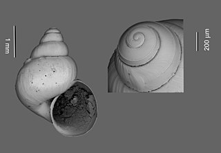 <i>Benthonella</i> Genus of gastropods
