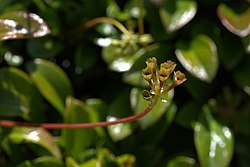 Berneuxia thibetica 02.jpg