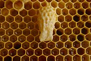 Deutsch: Bienenwaben mit Nachschaffungszellen und Larven English: Honeycomb with larvae