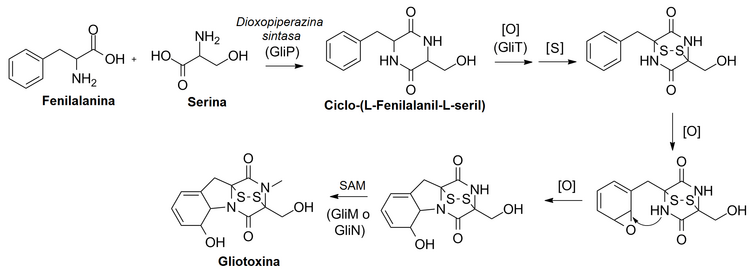 Gliotoksin biyosentezi.png