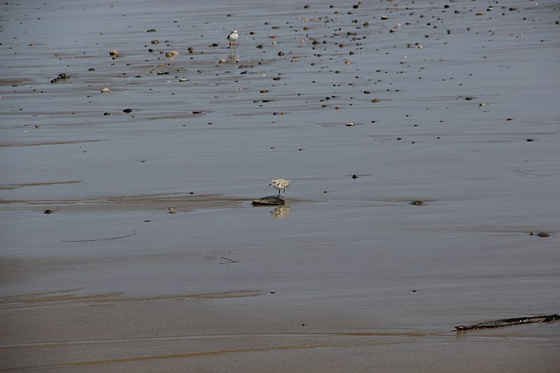 File:Birds at the Beach (41929678494).jpg