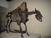 Mounted fossilized skeleton of the Pleistocene Bison antiquus, or ancient bison Bison antiquus.jpg