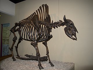 <i>Bison antiquus</i> Extinct species of mammal