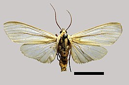 Biturix rectilinea