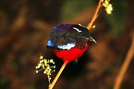 Black-crowned pitta (Pitta ussheri).jpg