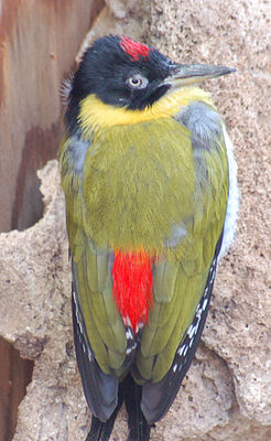 Red-rumped woodpecker (male)