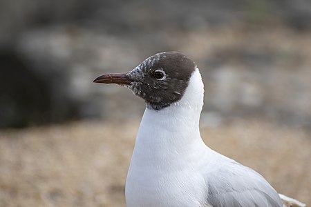 Black-headed gull (Chroicocephalus ridibundus)