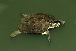 Black Pond turtle david Raju.jpg