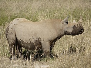 Black Rhino (6521931525).jpg