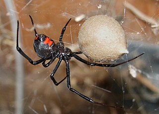 Image result for black widow spider