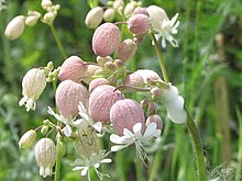 Bladder Campion.jpg