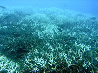 10 April: The Great Barrier Reef is hit by a second consecutive mass coral bleaching event. Bleachedcoral.jpg