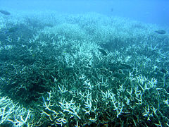Underwater photograph of branching coral that is bleached white