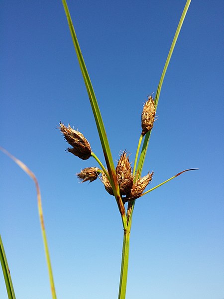 File:Bolboschoenus laticarpus sl45.jpg