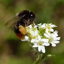 With red-tailed bumblebee (Bombus lapidarius) Bombus lapidarius - Berteroa incana - Tallinn.jpg