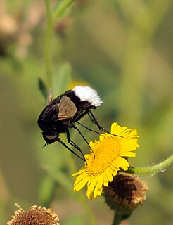 Bombylius varius