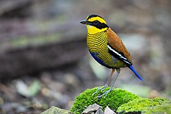 Bornean Banded Pitta male 0A2A1506.jpg