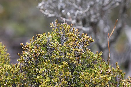 Boronia citriodora