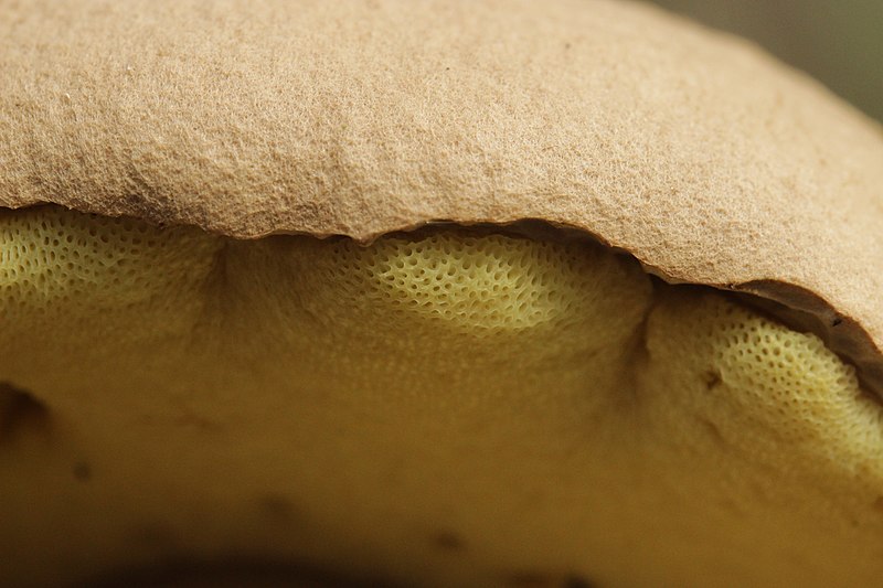 File:Botanical Garden Gothenburg and Anggårdsbergen 13.08.2017 Bitter Beech Bolete - Caloboletus calopus (37369490141).jpg