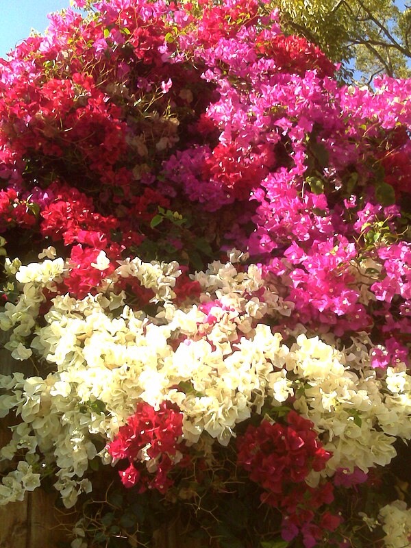 Bougainvillea bracts get their color from betalains