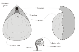 Morphologie d'un brachiopode.