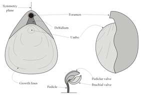 Brachiopoda: Anatomie, Écologie et histoire évolutive, Origine et phylogénie